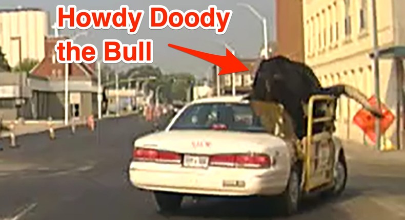 Howdy Doody the bull seen riding shotgun in a car in Nebraska on Wednesday.Norfolk Police Division