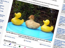 Takiego ziemniaka jeszcze nie widzieliście!