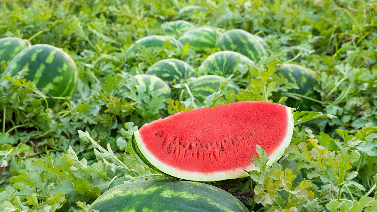 Trik od 10 sekundi kako da izaberete najslađu lubenicu na pijaci