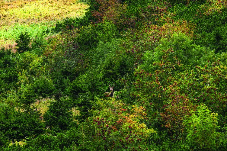 zdjęcie z albumu 'Opowieści z serca Tatr' / fot. Józef Bobak