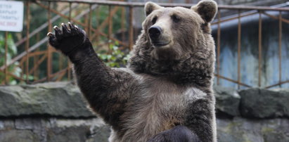 Zrobią pierwsze w Polsce pogotowie dla niedźwiedzi