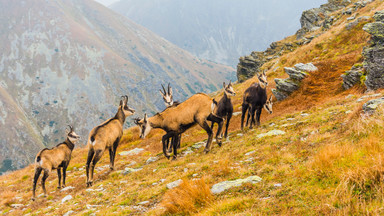 TPN: Zakaz wejścia w Tatry korzystny dla przyrody