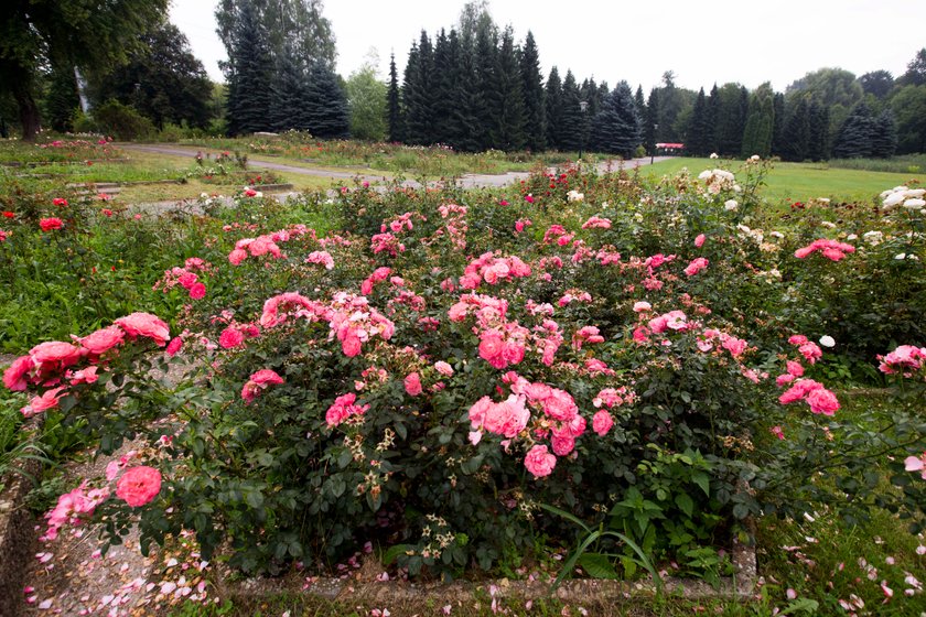 Rosarium w Parku Śląskim