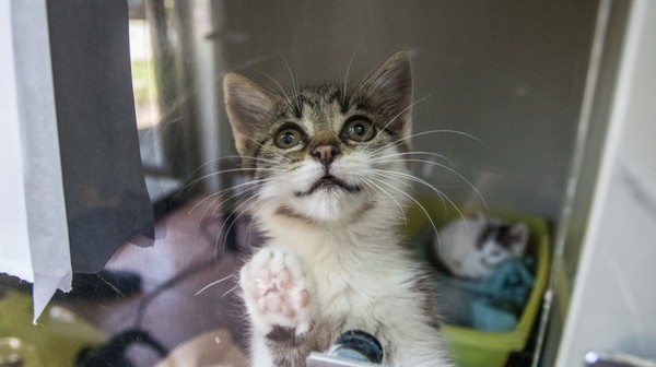 W krakowskim schronisku dla zwierząt przebywa ponad 700 czworonogów. Do 8 stycznia trwa zbiórka przedmiotów i artykułów dla zwierzaków.