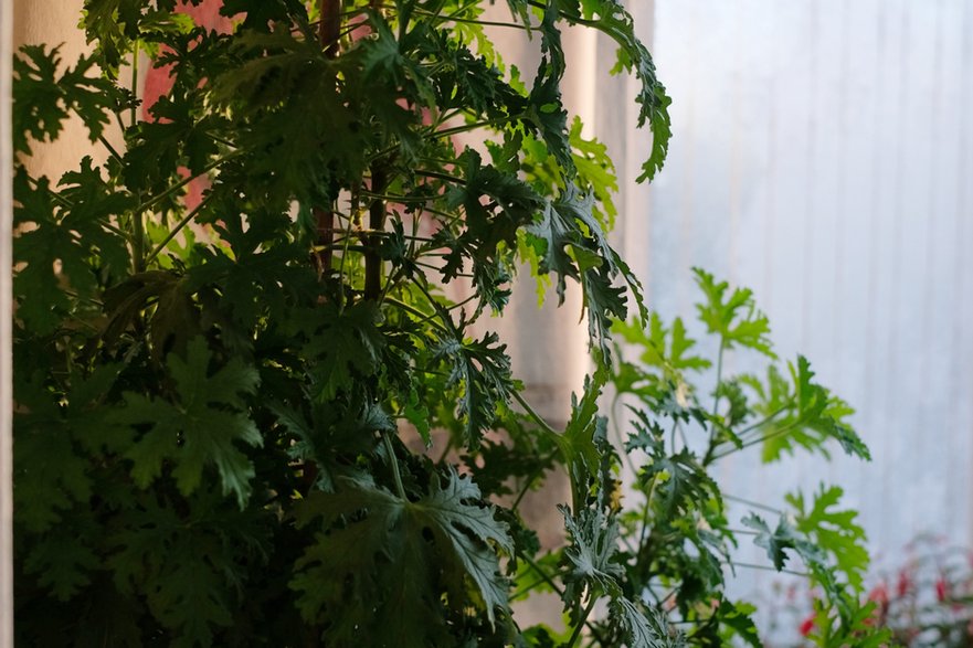 Geranium (Pelargonium graveolens)