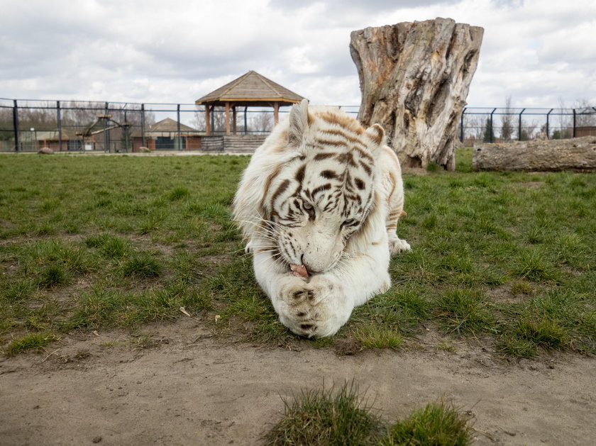 Piękne białe lwy są chlubą Zoo Safari