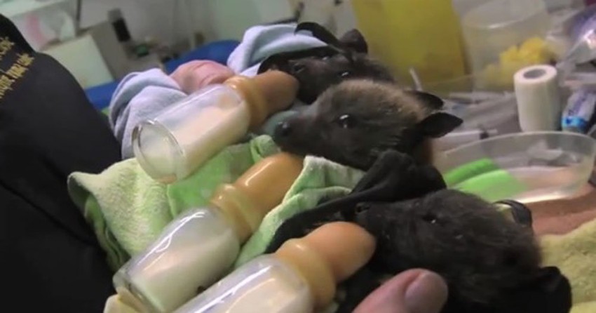 Mladunci slepog miša piju mleko iz flašice