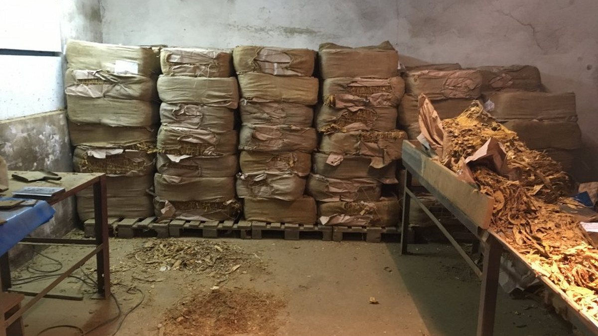 Policjanci z Gliwic zlikwidowali nielegalną fabrykę tytoniu działającą pod przykrywką warsztatu stolarskiego. Za drzwiami do fabryki ukrytymi w prowizorycznej szafie znaleźli prawie 2,5 tony liści tytoniu oraz sprzęt do produkcji krajanki. Na gorącym uczynku wpadło dwóch Ukraińców związanych z tym procederem.