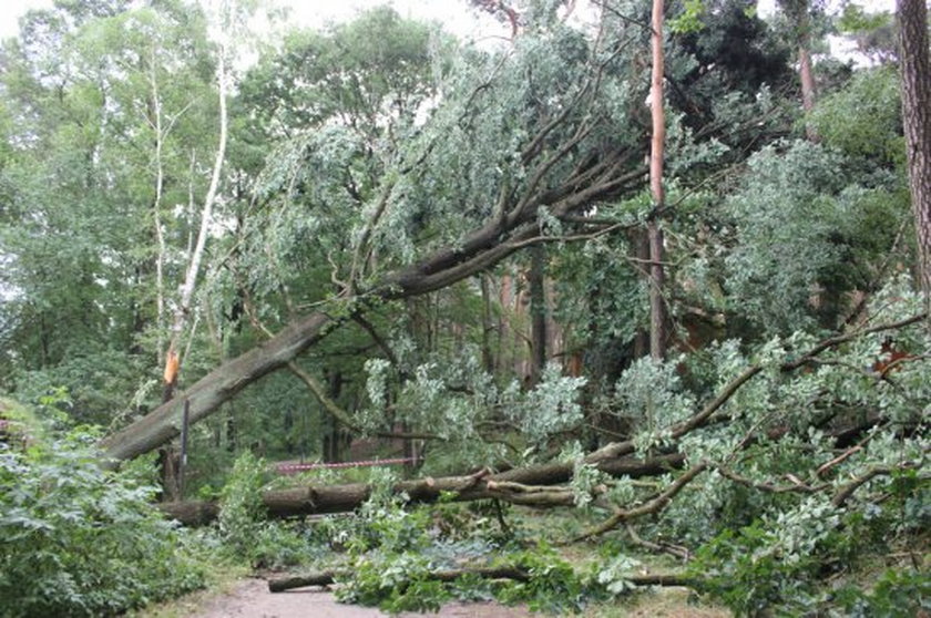 Wielkopolska spustoszona po niedzielnej nawałnicy