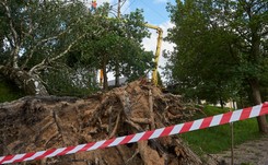 Lasy Państwowe podsumowują zniszczenia po burzach. Rzeczniczka: Takich szkód wichury jeszcze nigdy nie wyrządziły