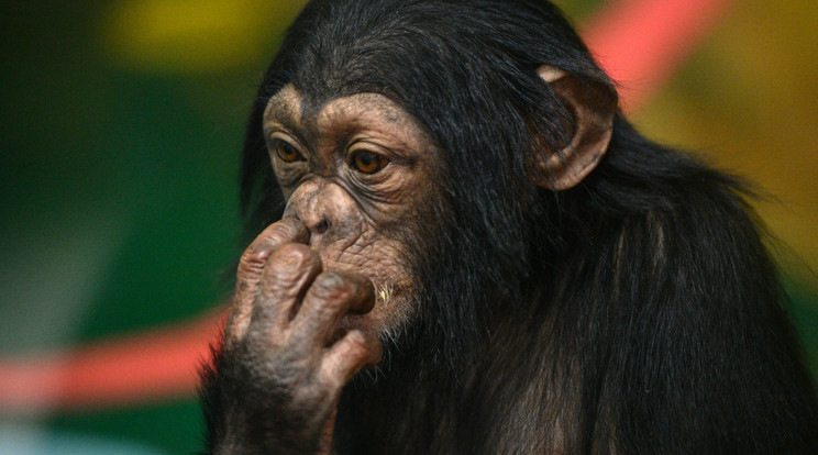 Ki hitte volna, hogy a csimpánzok is tudnak csalódni/Fotó: AFP