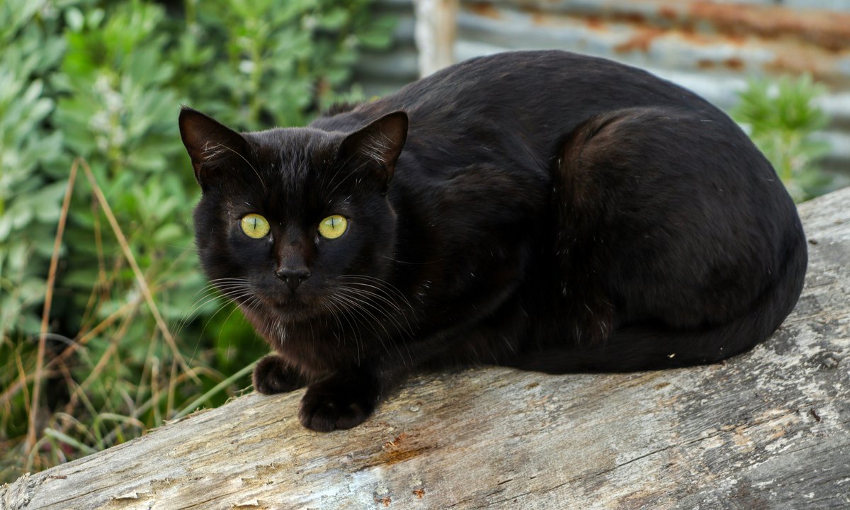 Zaskakująca decyzja w Hiszpanii. Chodzi o czarne koty i Halloween