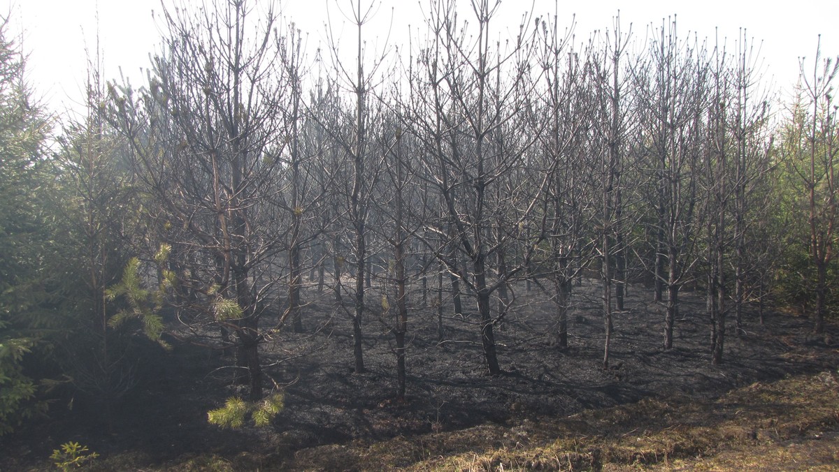 Pożar w okolicach Długopola, spłonęło 15 hektarów