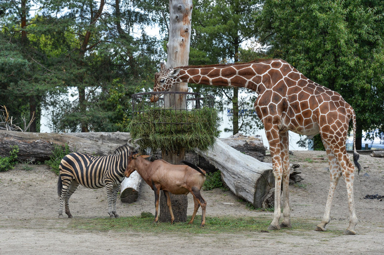 Wroclawski Ogrod Zoologiczny