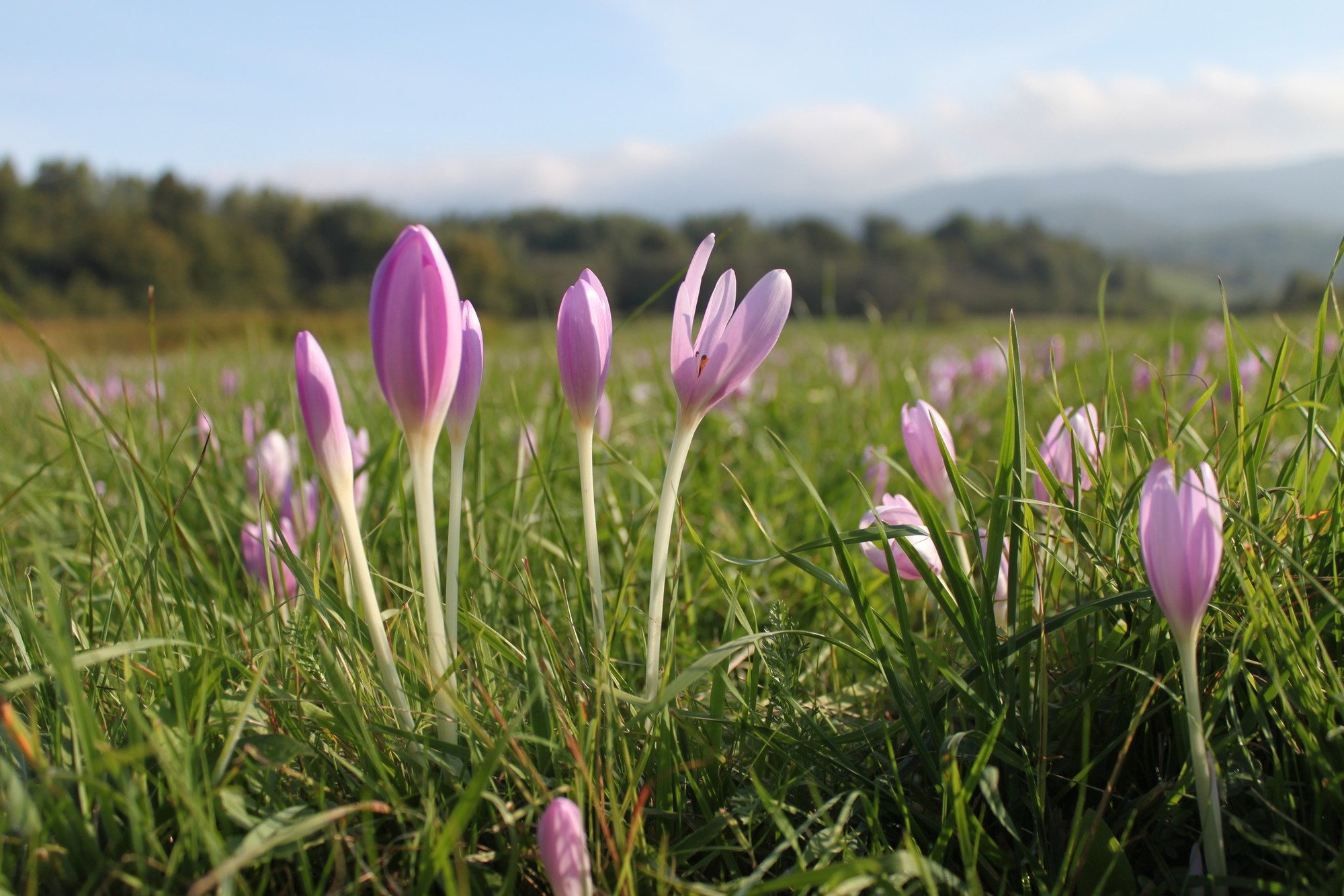 Jesienka obyčajná (Colchicum autumnale).