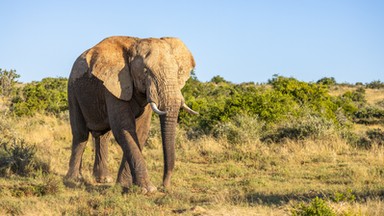 Zyskał wolność po 43 latach niewoli. Ostatni słoń opuścił zoo w RPA