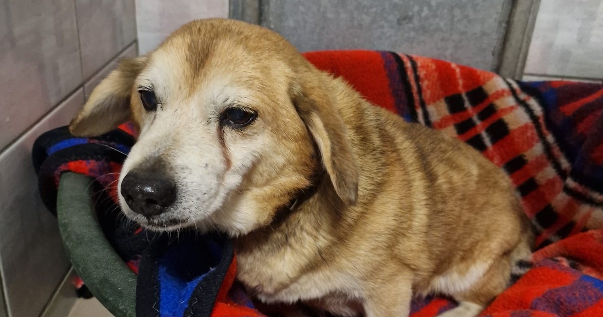 Znaleźli psa pod Opolem. To, co miał w środku, zszokowało weterynarzy. "Brzuch jak beton"