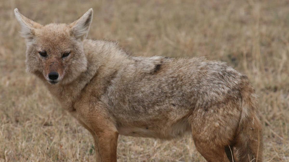 Obecność w Polsce szakala złocistego potwierdzili w badaniach genetycznych naukowcy z Instytutu Biologii Ssaków PAN w Białowieży w woj. podlaskim - poinformował dyrektor tej placówki dr hab. Rafał Kowalczyk. Dotychczas w Polsce nie notowano szakali.