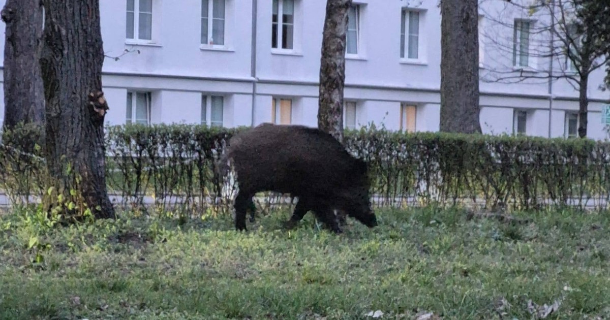 Dzikie warchlaki na AWF