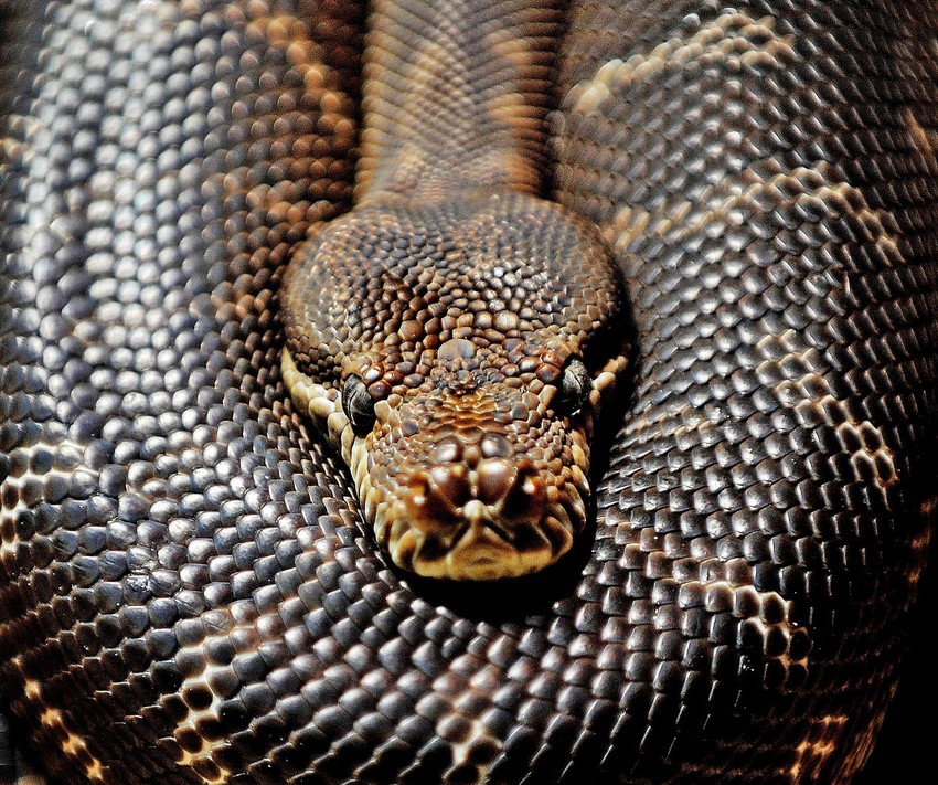 Postavljen je novi rekord za najveću zmiju na svetu koja živi u zatočeništvu