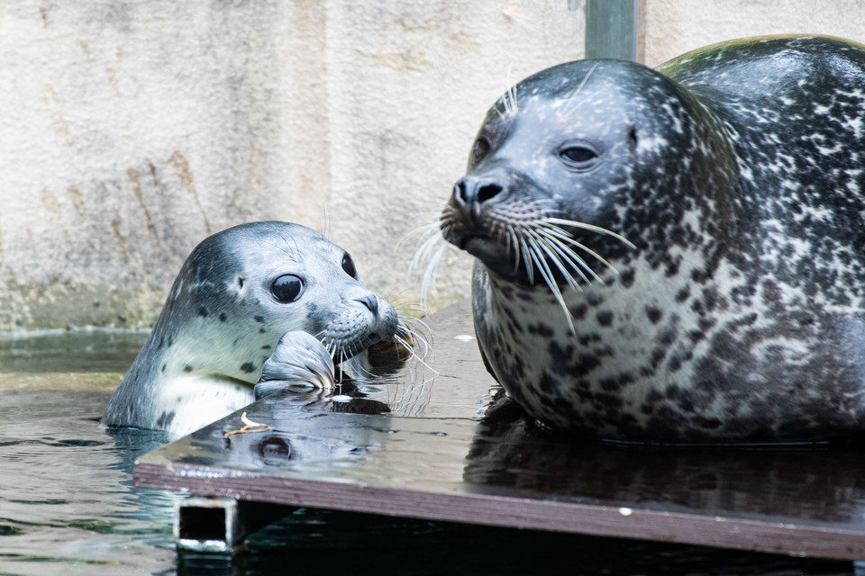 Baby boom w ogrodzie zoologicznym we Wrocławiu:  foka pospolita