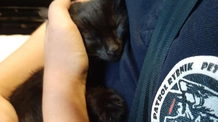 Kotek został odebrany agresywnemu właścicielowi, fot. Pet Patrol Rybnik/Facebook