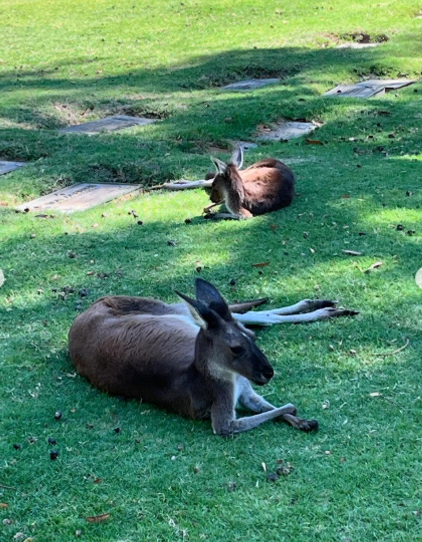 Ljiljana Blagojević u Australiji