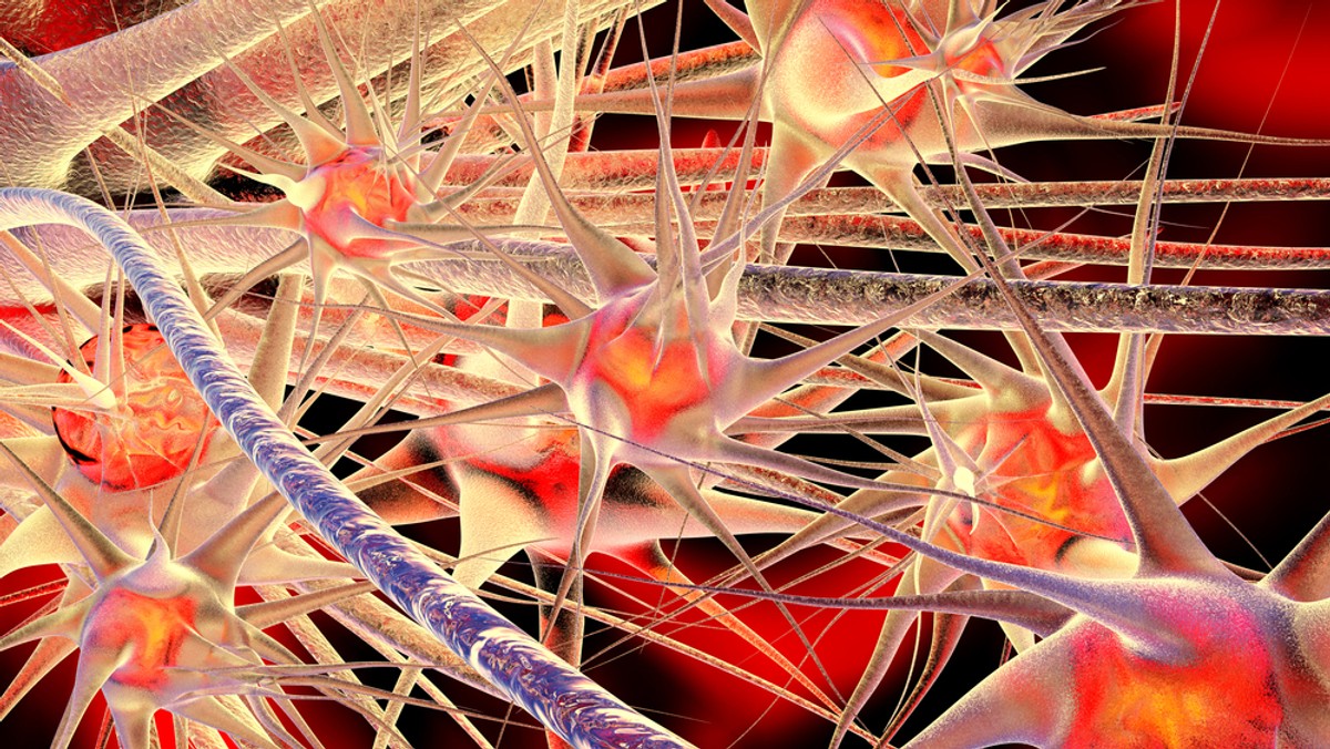 Dzięki <strong>synapsom</strong> neurony nawiązują ze sobą kontakt. W <strong>synapsie</strong> jeden z nich przesyła komunikat do drugiego neuronu. Wszystko odbywa się na zasadzie "podaj dalej", i tak z komórki do komórki. Dzięki temu nasz organizm jest zdolny do takich umiejętności jak uczenie się czy zapamiętywanie. Wiemy o tym już od dawna. Warto jednak poznać szczegóły i zbliżyć się do fascynującego świata<strong> synaps.</strong>