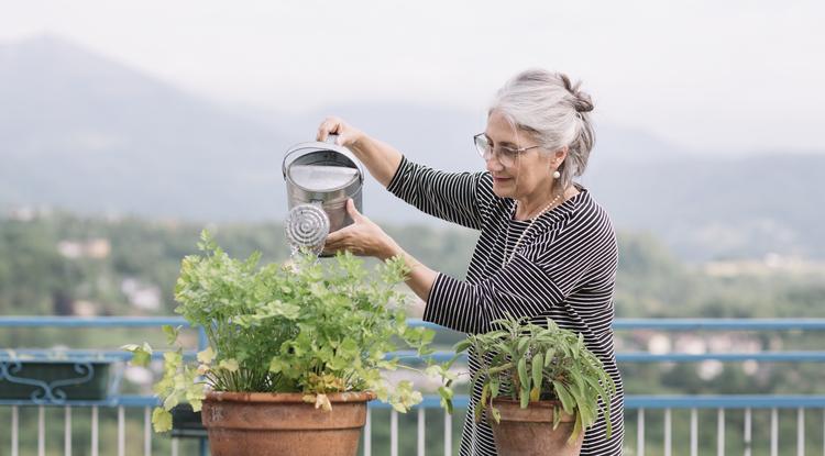 Anyósom ezzel locsolja a növényeket Fotó: Getty Images