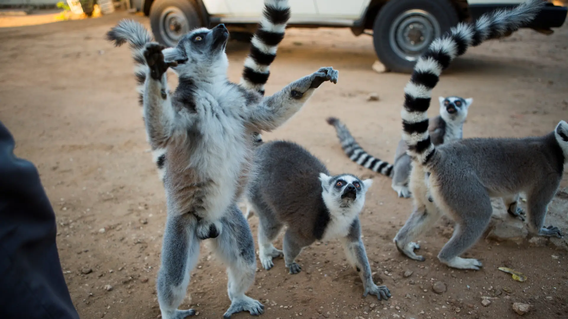 Mamy wycieczkę dla fanów Króla Juliana i "Madagaskaru". To wakacje z lemurami w środku zimy