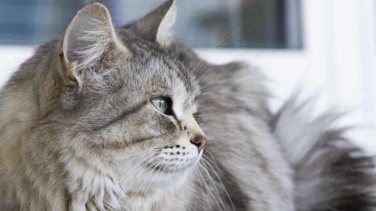 mit jelent macska pislog kacsint