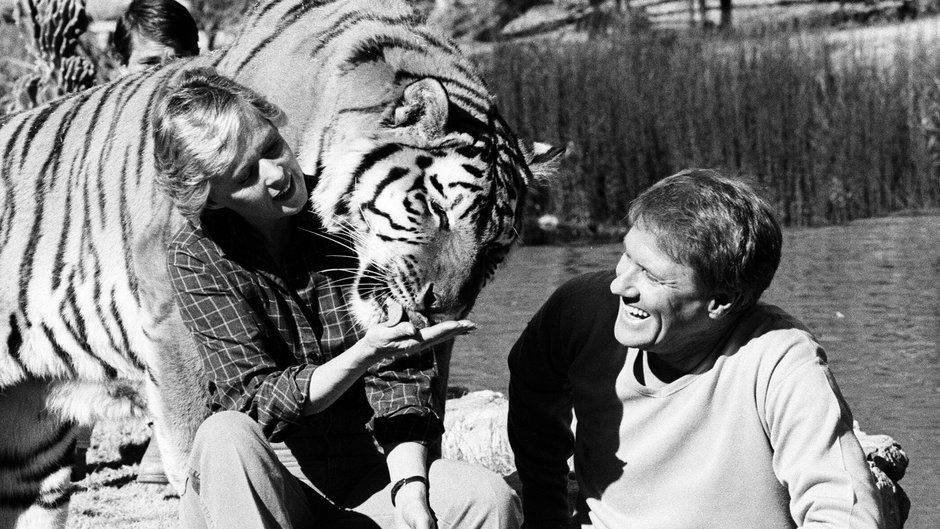 Tippi Hedren i Noel Marshall z tygrysem, jednym z kilkudziesięciu dużych kotów, którymi się opiekowali, 1982 r.