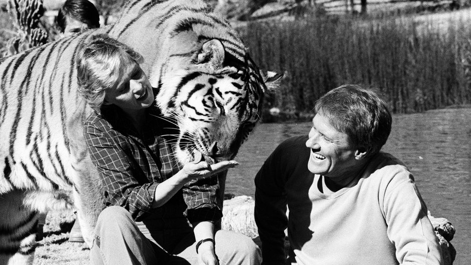 Tippi Hedren i Noel Marshall z tygrysem, jednym z kilkudziesięciu dużych kotów, którymi się opiekowali, 1982 r.