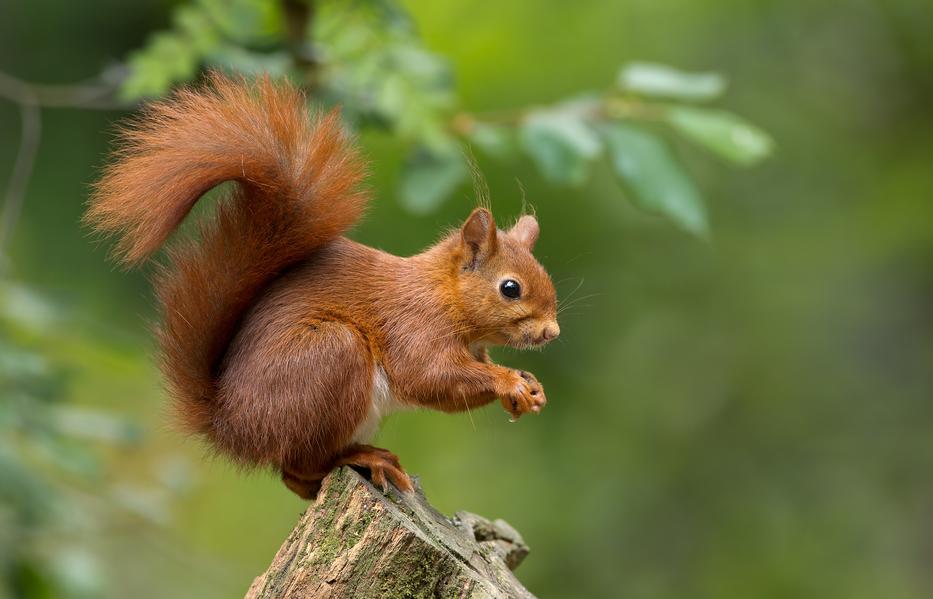 Fán ugráló mókusnak sz8urkoltak a norvégok / Fotó: Shutterstock