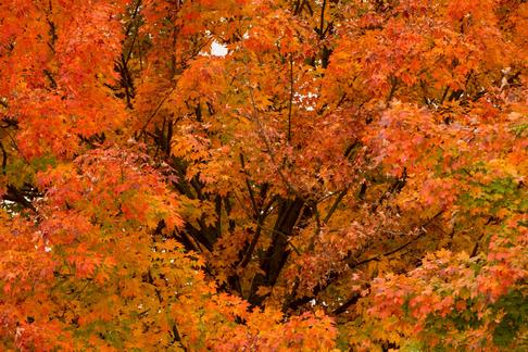 A tree with autumn foliage at Woodlawn, a 1,100-acre tract of upland meadows and woods.