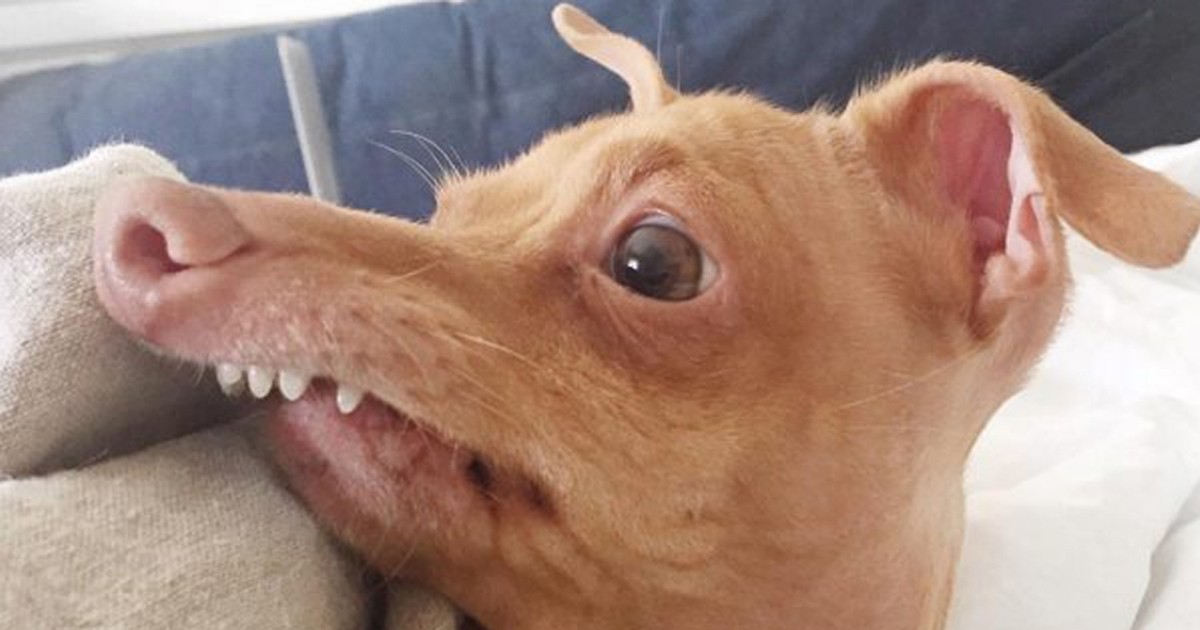 Tuna pies rasy chiweenie. To najbrzydszy pies świata?