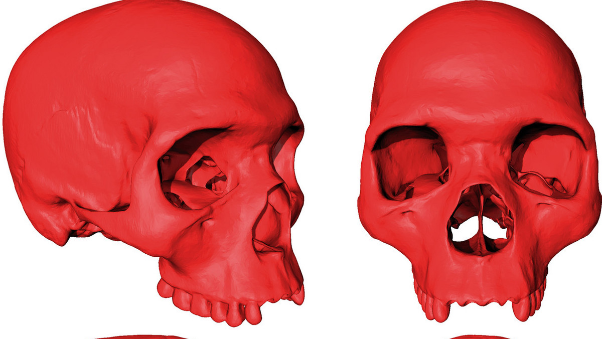 W nowym badaniu opublikowanym w czasopiśmie "Nature Communications", naukowcy z Centre National de la Recherche Scientifique we Francji i Uniwersytetu Cambridge wykorzystali modelowanie wirtualne do stworzenia czaszki 3D najstarszego przodka Homo sapiens. 