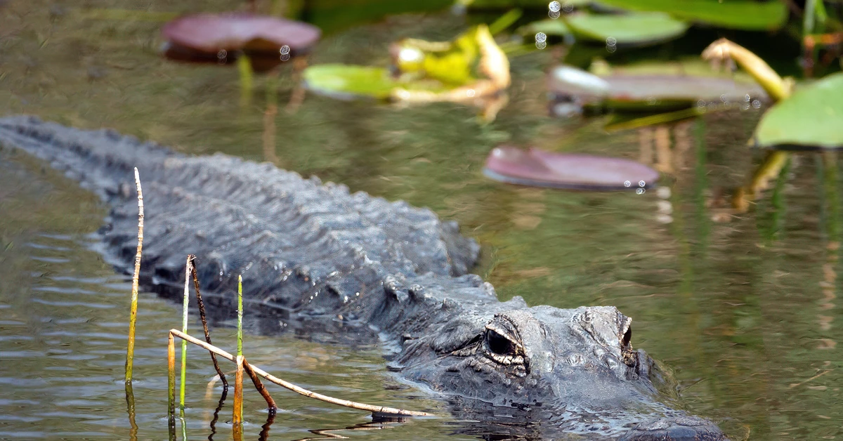 An "alligator Alcatraz" for immigrants is to be created. In the heart of the wetlands