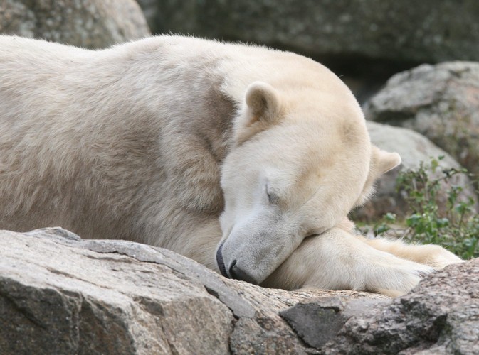Knut podczas drzemki we wrześniu 2008 roku