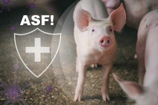 ASF w Polsce  nie odpuszcza. To duże zagrożenie dla eksportu wieprzowiny