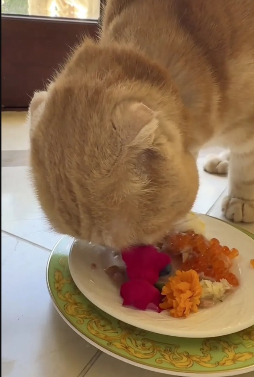 Oskar jede svoj kraljevski obrok