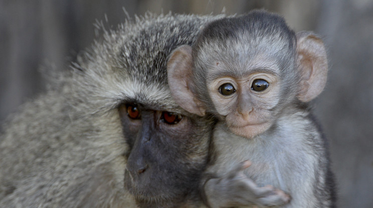 Nem véletlen a „majomszeretet” kifejezés, hiszen e családokban nagy az összetartás/Fotó: AFP