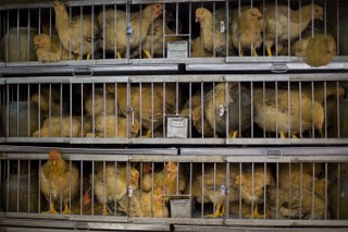 Chiny: Pierwsze na świecie zakażenie człowieka ptasią grypą H10N3