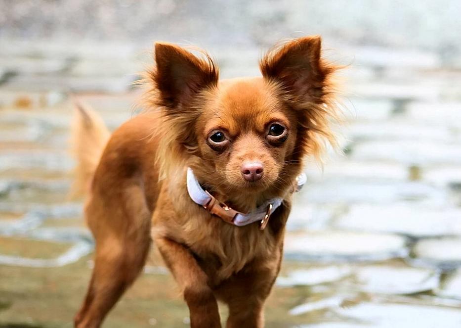 Harleigh, a csivava-törpe pinscher keverék igazi életmentő - fotó: Northfoto