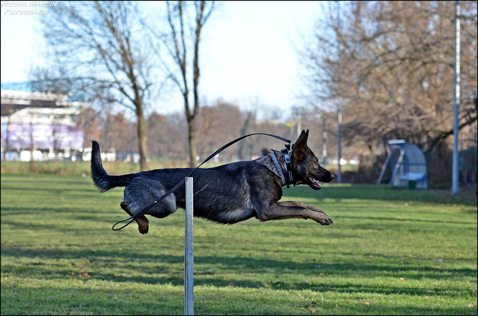 Trening w szkole Hitt Dog, Abby