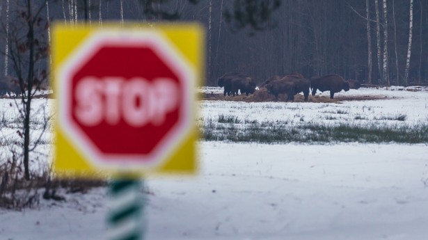 Wolnościowe stado żubrów na skraju Puszczy Białowieskiej w województwie podlaskim