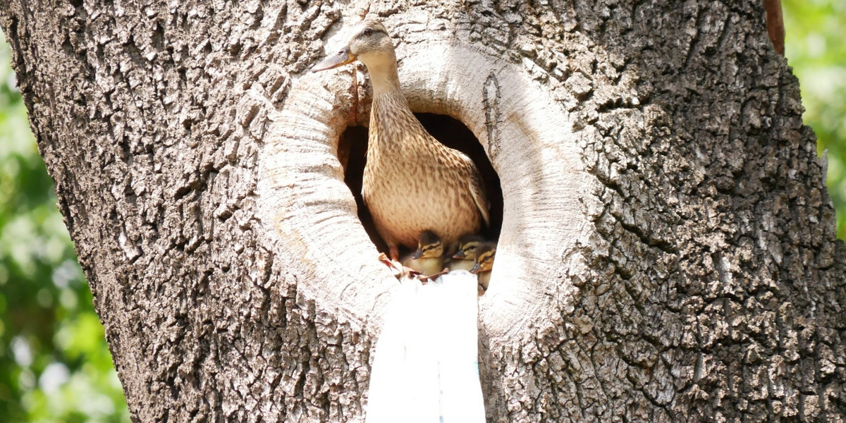 Kaczka zamieszkała w dziupli na drzewie.