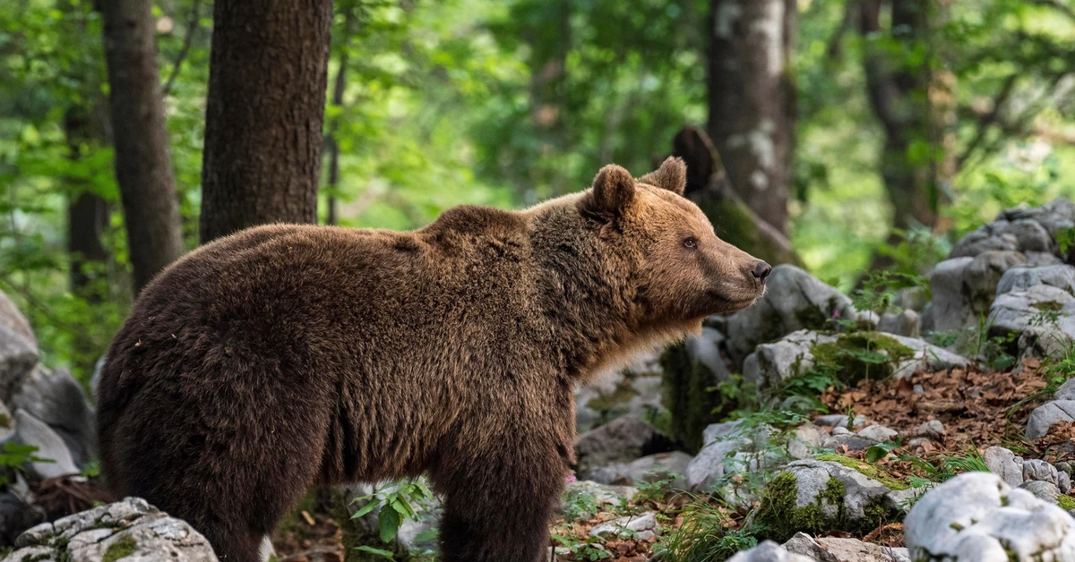 Niedźwiedzie śpią czy hibernują? Ekspert wyjaśnia, co naprawdę dzieje się w zimie