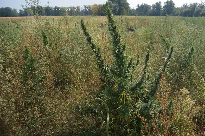 Konopie na polu łubinu 