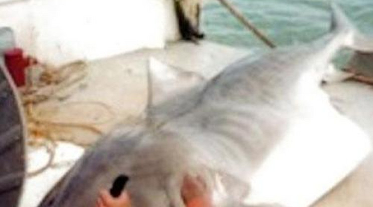 Brutális: késsel vágta ki magát a cápából!- Fotó